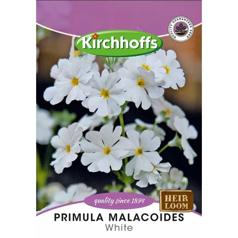 Flower Seed Primula Kirchhoffs 1