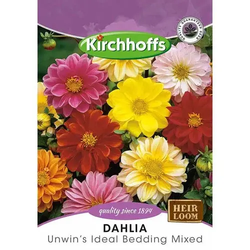 Flower Seed Dahlia Kirchhoffs 1