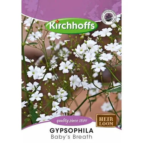Flower Seed Gypsophila Kirchhoffs 1